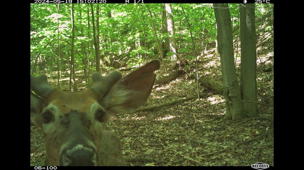 Bagman film image; deer in the woods