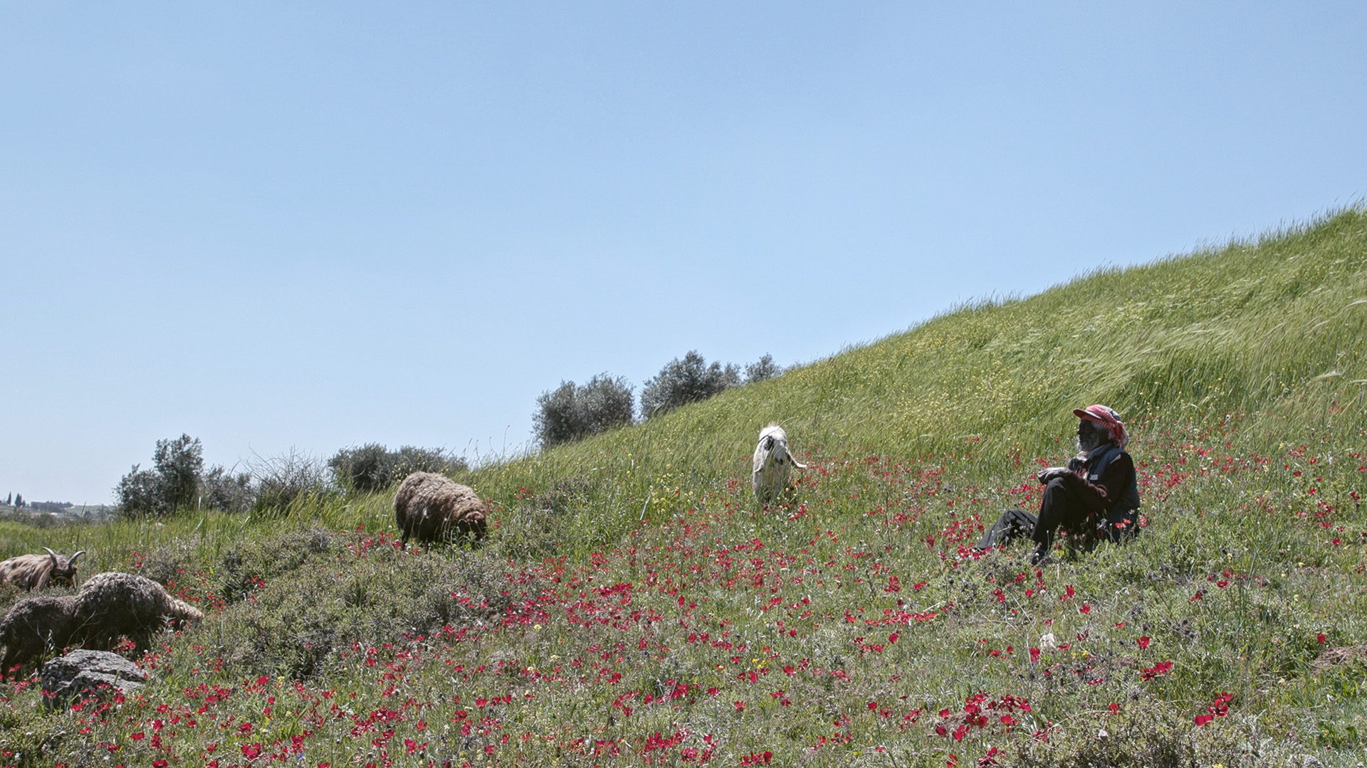 Concrete Land film image; person sitting on a grassy hill