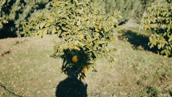 A Dream Pointing to Aadchit film image; person's shadow casting on a tree