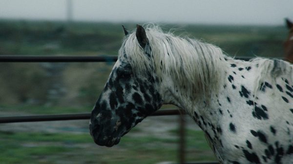 The Kalgan Horse film image; a spotted horse