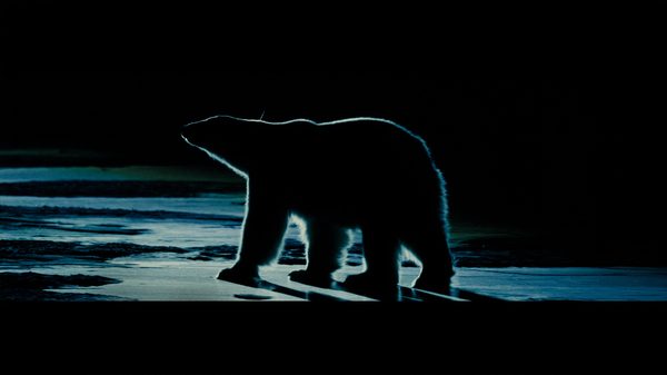 Nuisance Bear film image; silhouette of a bear at night