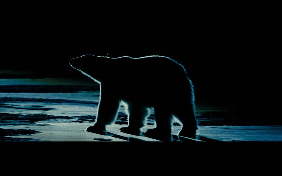 Nuisance Bear