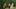 The Quiet Applause film image; family walking joyfully down a tree-lined path