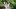 The Maids of Wilko film image; woman lingering under a tree's canopy